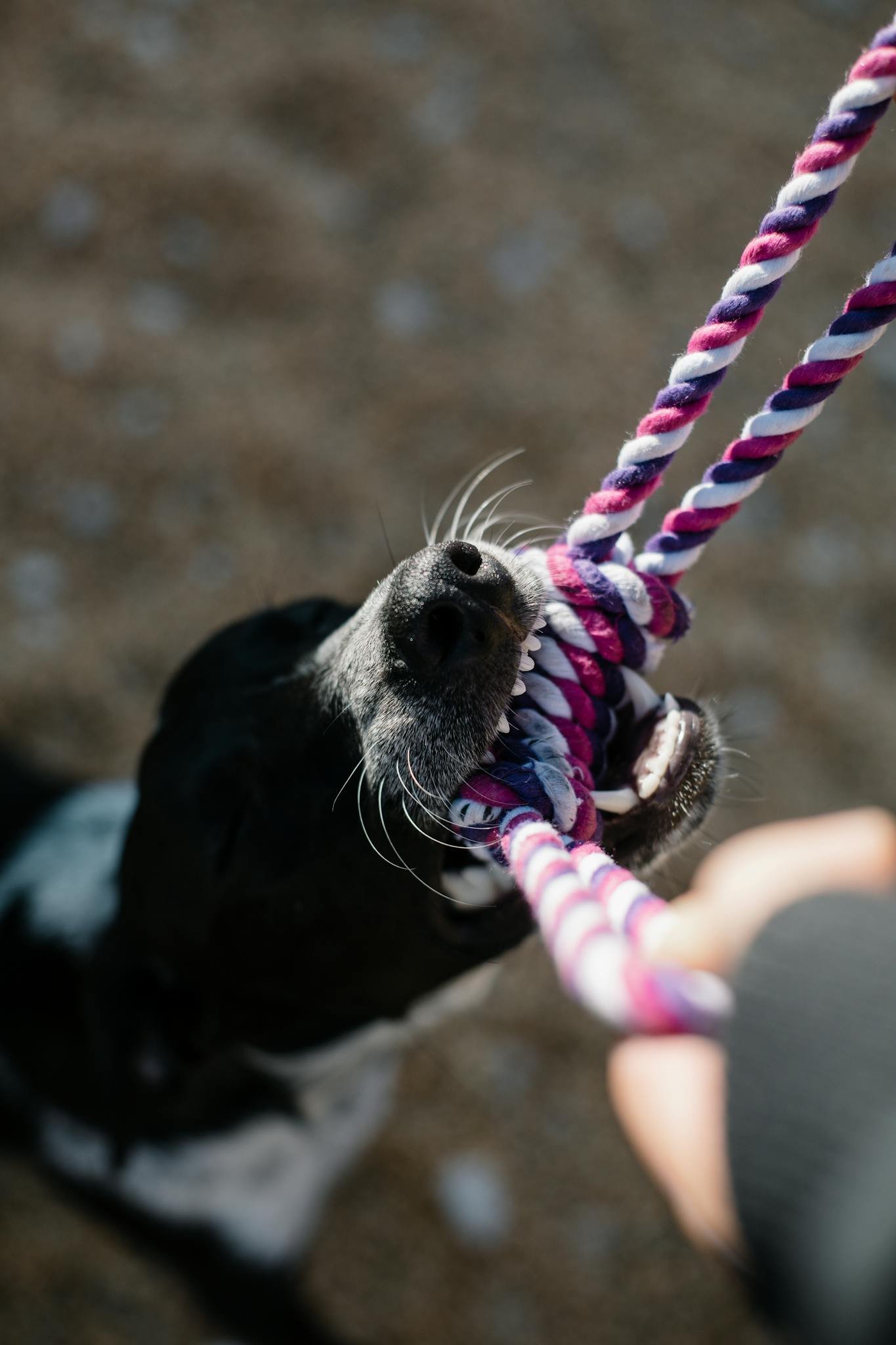 Udstyr til hund – Hvalpepakke og pakkeliste til nye hundeejere Udstyr til hund og hvalpepakke - legetøj til hunde