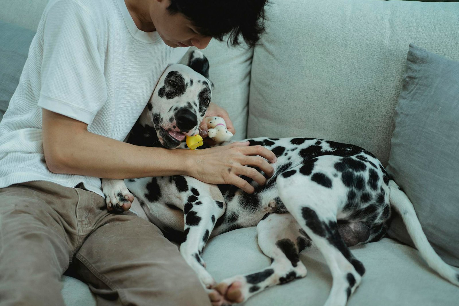 Udstyr til hund – Hvalpepakke og pakkeliste til nye hundeejere Man Petting His Dalmatian Dog on a Couch