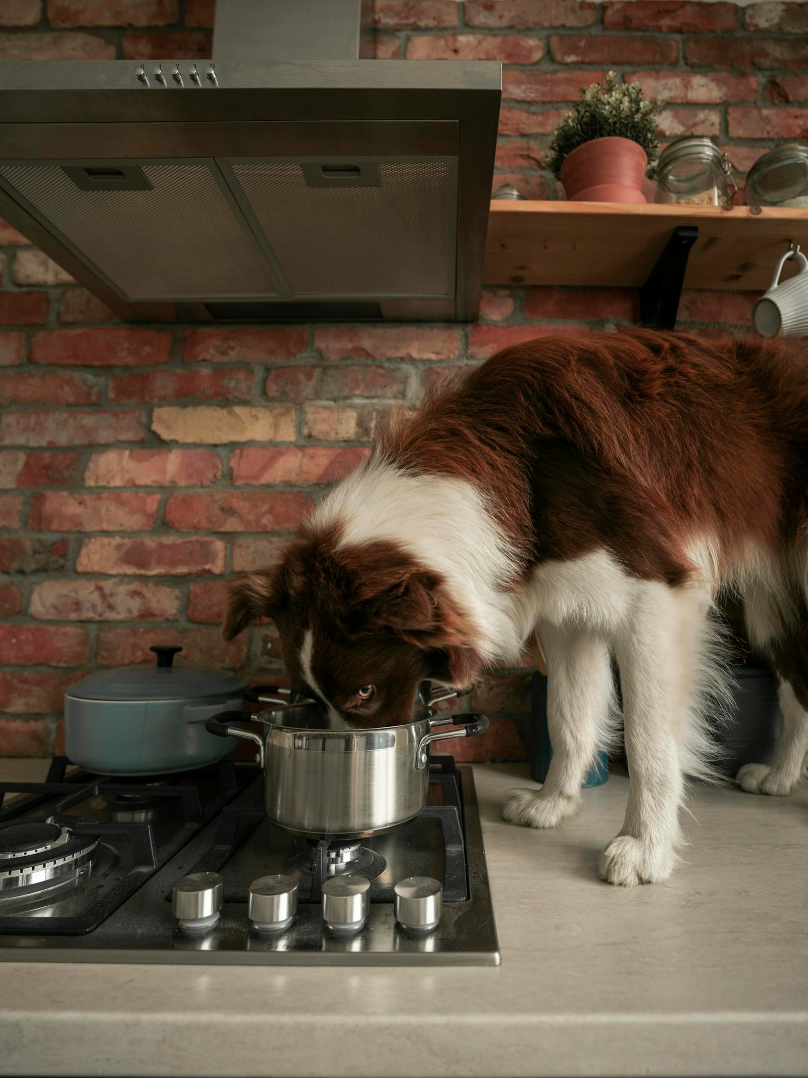 A border collie investigates a pot on the stove in a rustic kitchen with brick walls.