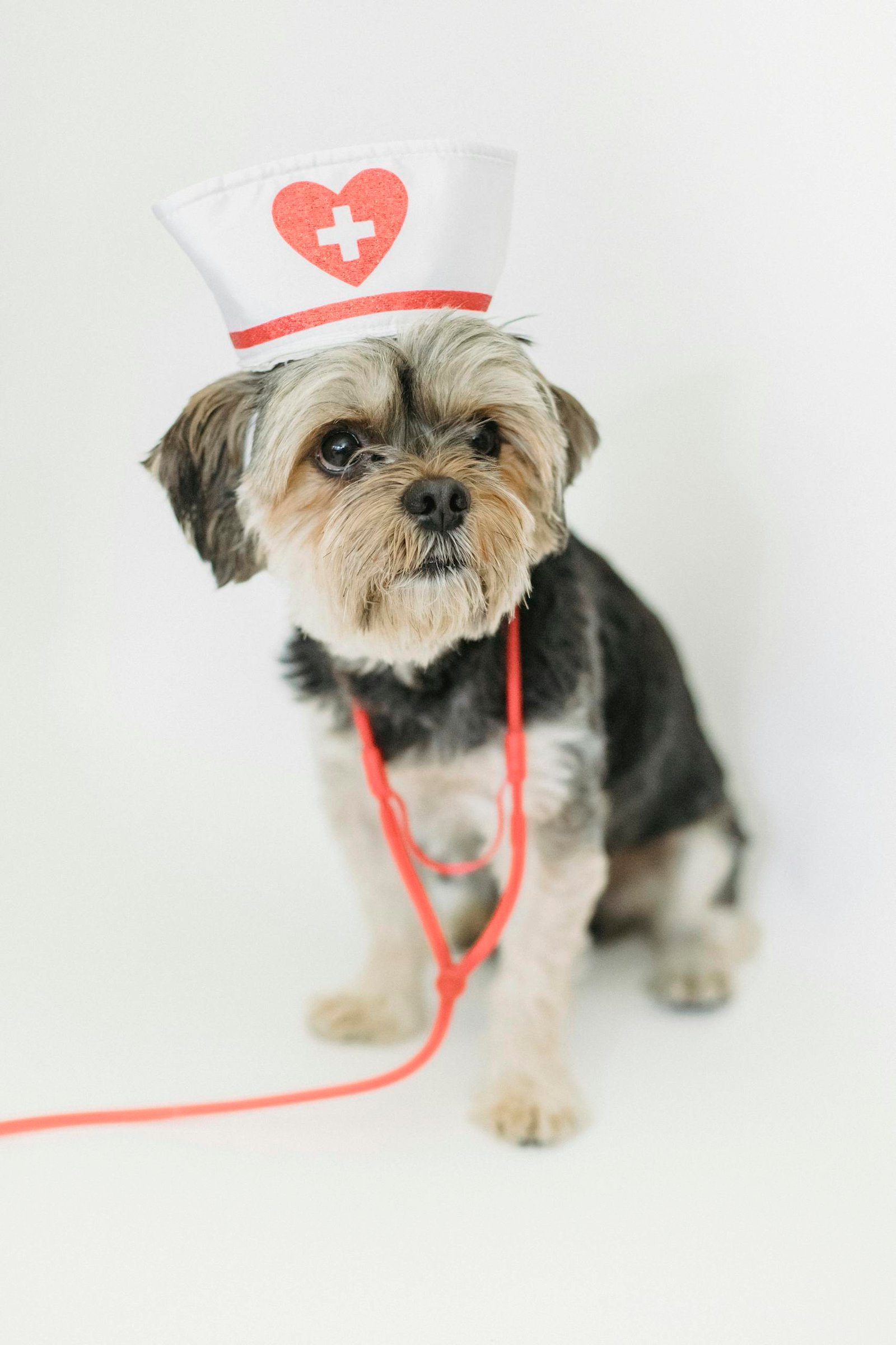 Cute dog dressed as a nurse with stethoscope on a white background, exuding charm.