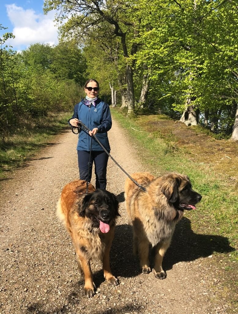 Udstyr til hund – Hvalpepakke og pakkeliste til nye hundeejere 2 leonbergere i snor -must have til dun hundeudstyr