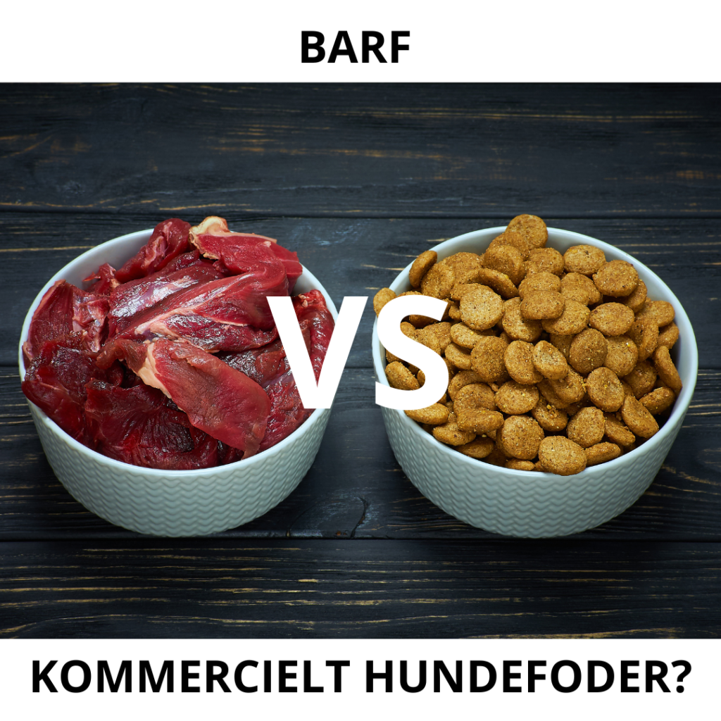 BARF Vs Kommercielt Hundefoder Hvilket Er Bedst For Din Hund 2025 barf-vs-kommercielt-hundefoder-hvilket-er-bedst-for-din-hund-2025