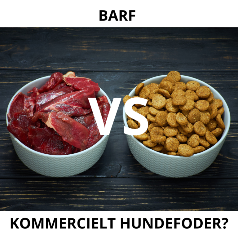 BARF VS KOMMERCIELT HUNDEFODER