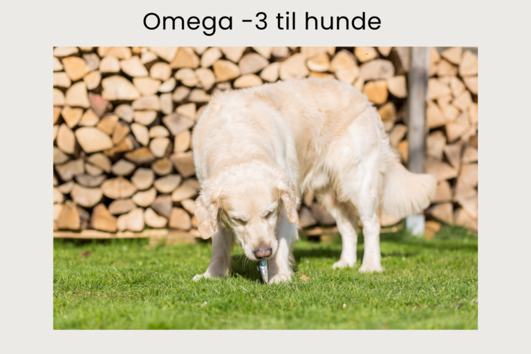 Omega-3 til hunde