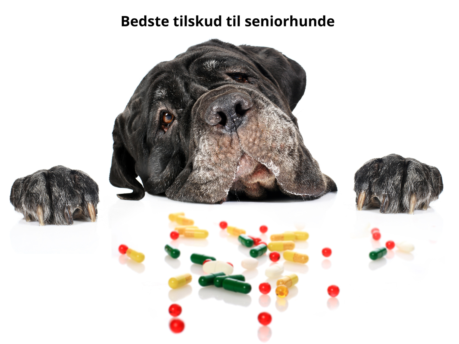 bedste tilskud til seniorhund