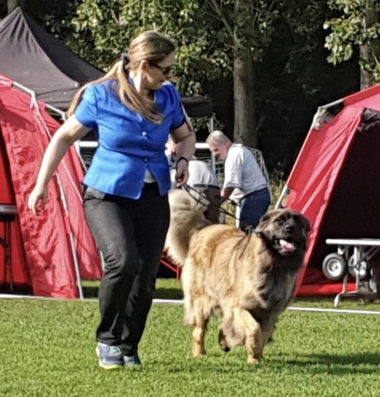 Optimal kostplan til aktiv hund