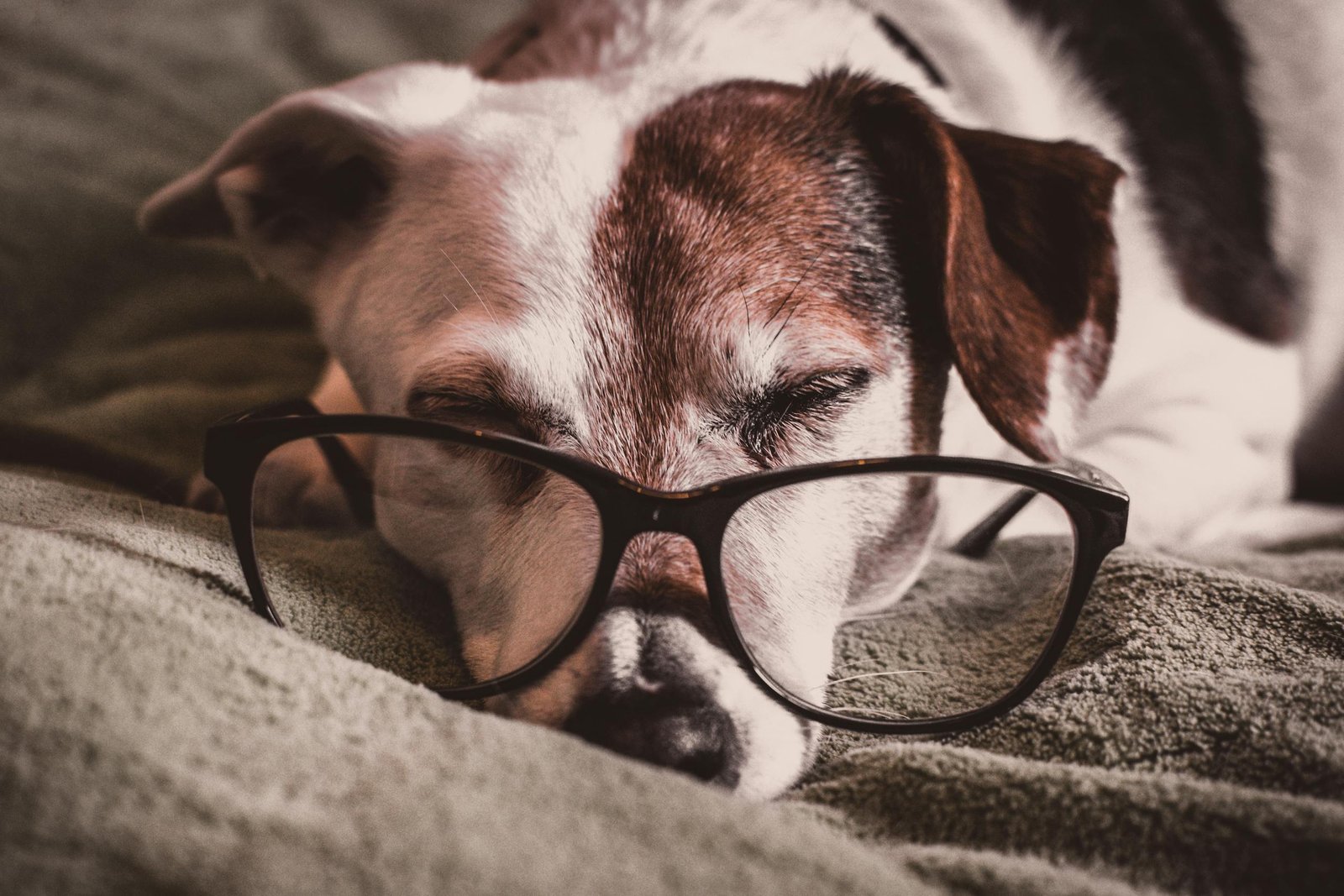 Cute Jack Russell Terrier wearing glasses while napping indoors on a soft blanket.