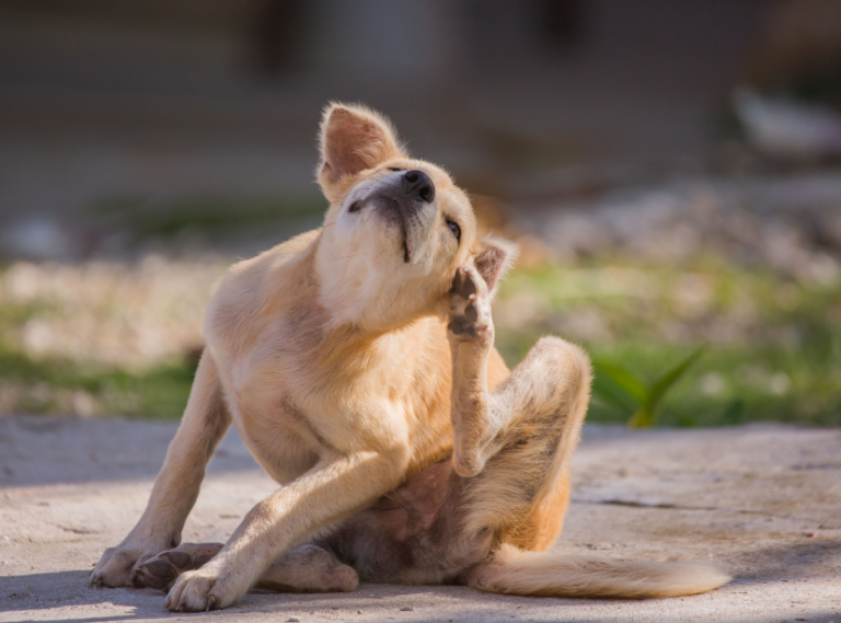 det bedste hundefoder til hunde med allergier- Perfekt til proteinfølsomme og allergiske hunde ( insektbaserede hundefoder)