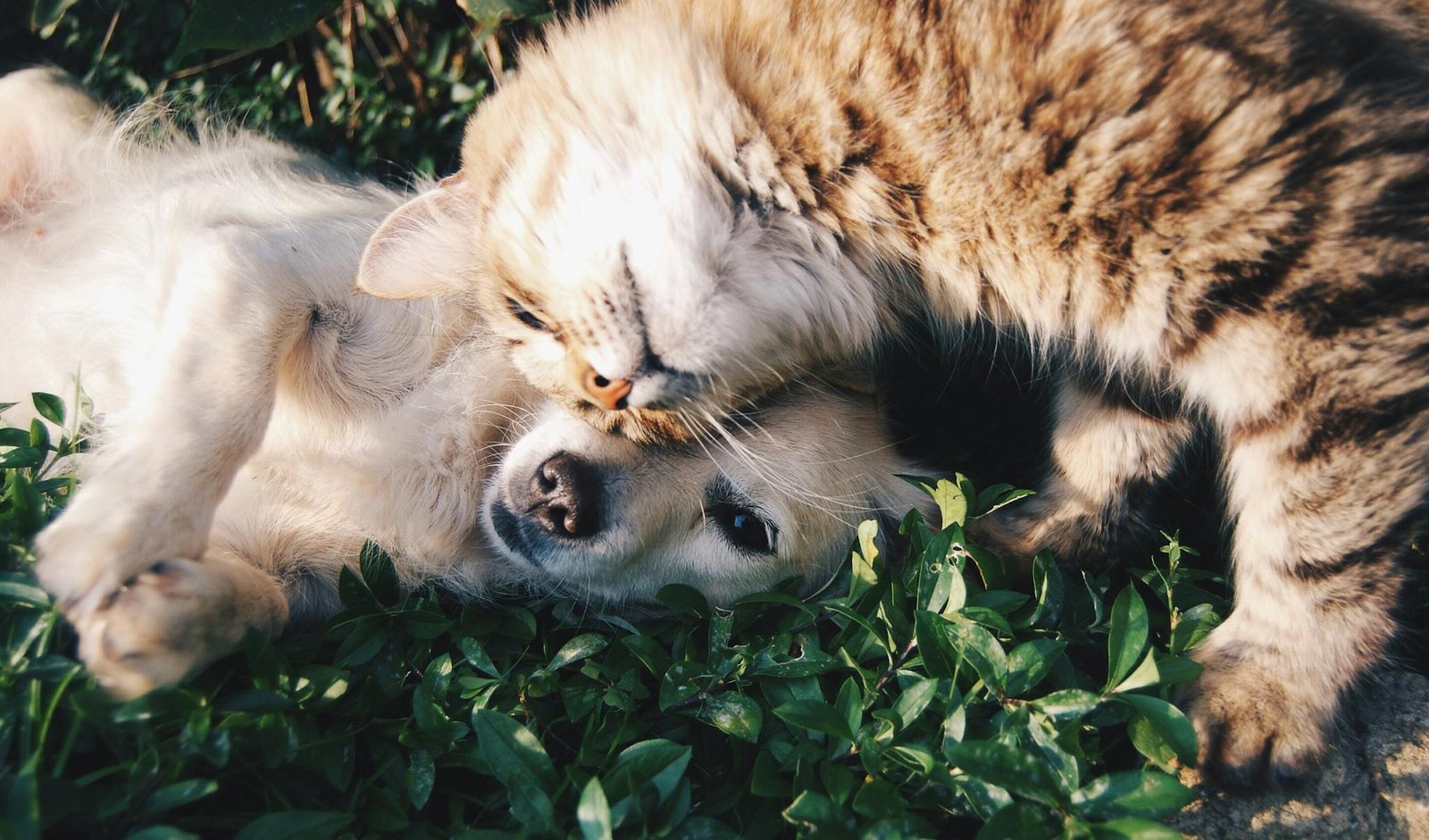 Udstyr til hund – Hvalpepakke og pakkeliste til nye hundeejere a heartwarming moment of a cat cuddling