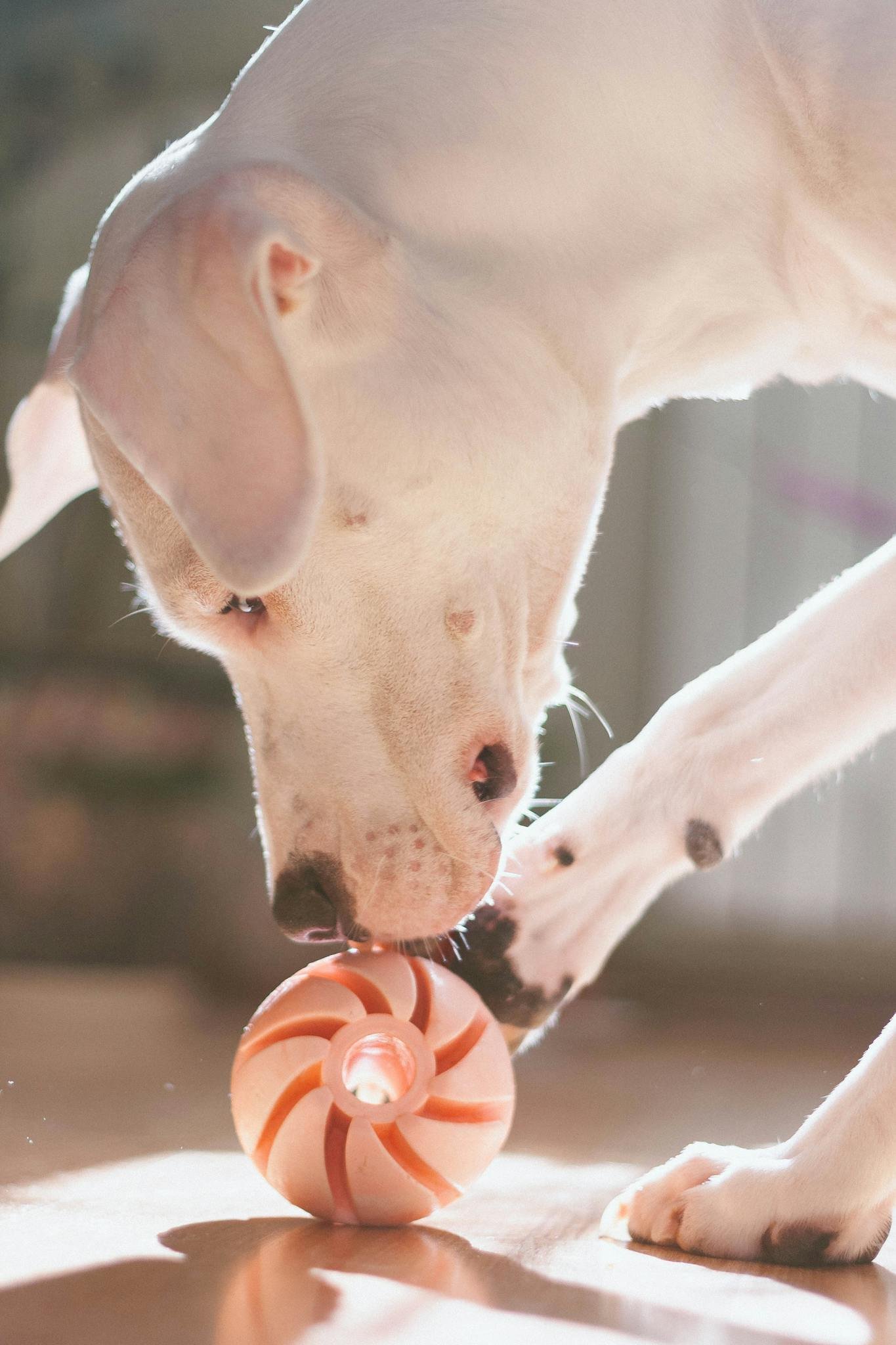 adorable white dog playing with a striped