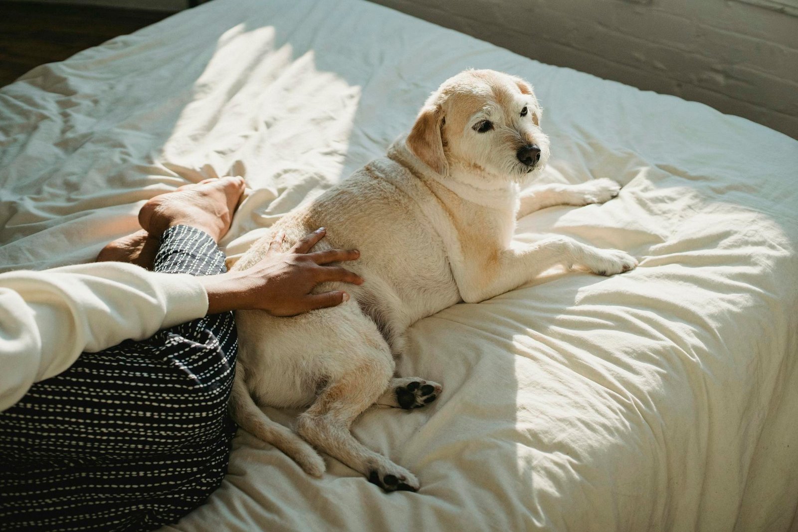 Udstyr til hund – Hvalpepakke og pakkeliste til nye hundeejere high angle of african american female owner