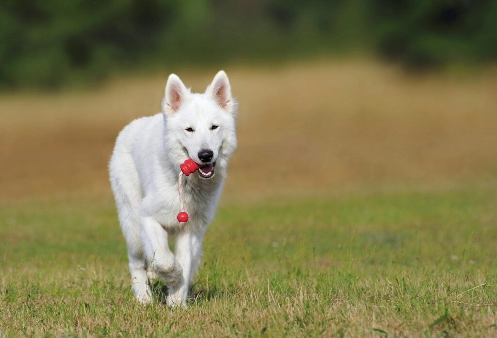 Kennelmor's anbefalinger Hund med legetoej