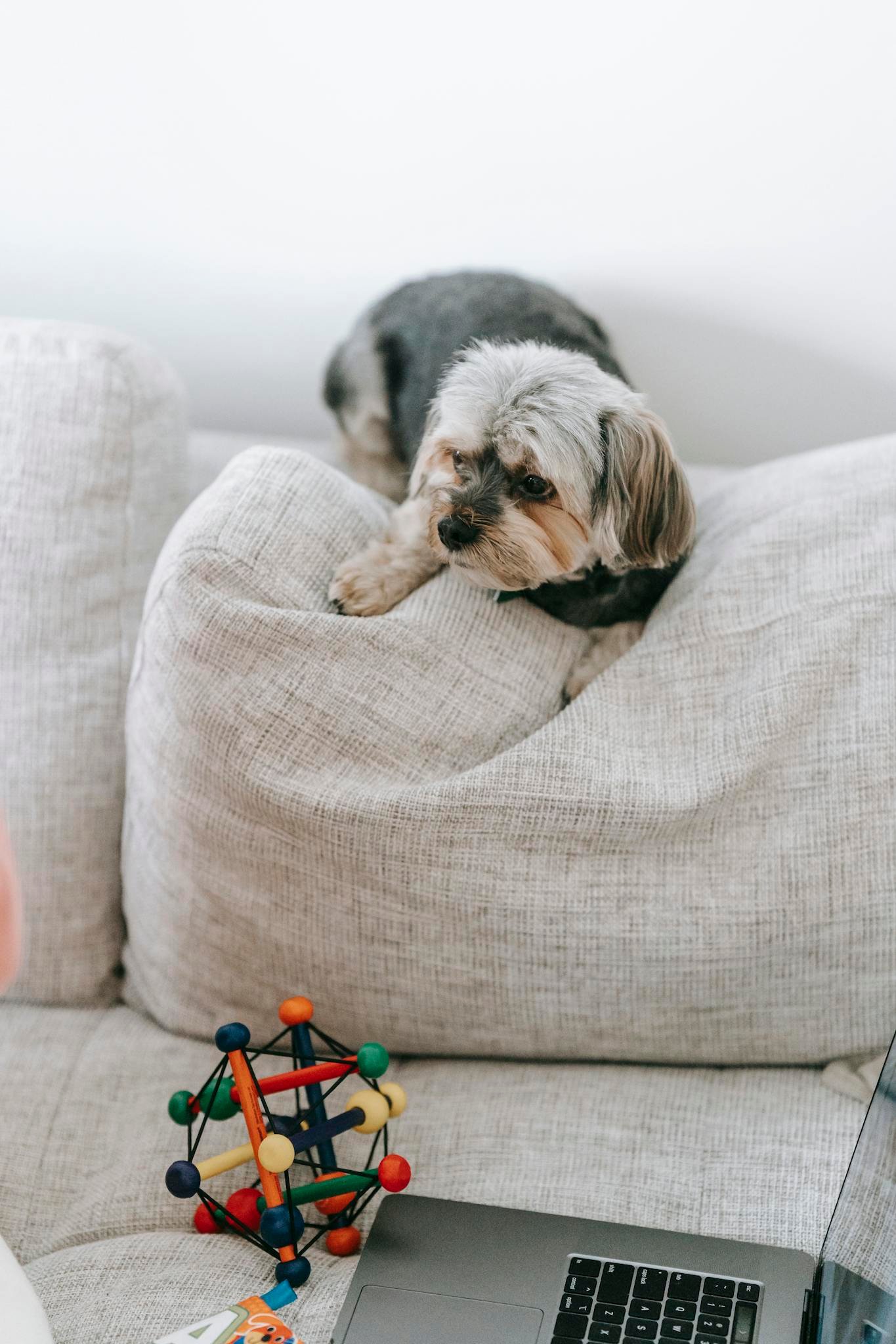 Hvalpeuniverset Hvad skal man have til en hvalp – tjekliste og anbefalinger cozy home scene.