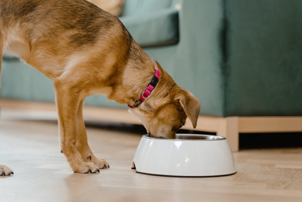 Udstyr til hund – Hvalpepakke og pakkeliste til nye hundeejere Hvalp spiser af madskål – must-haves til din hvalpepakke