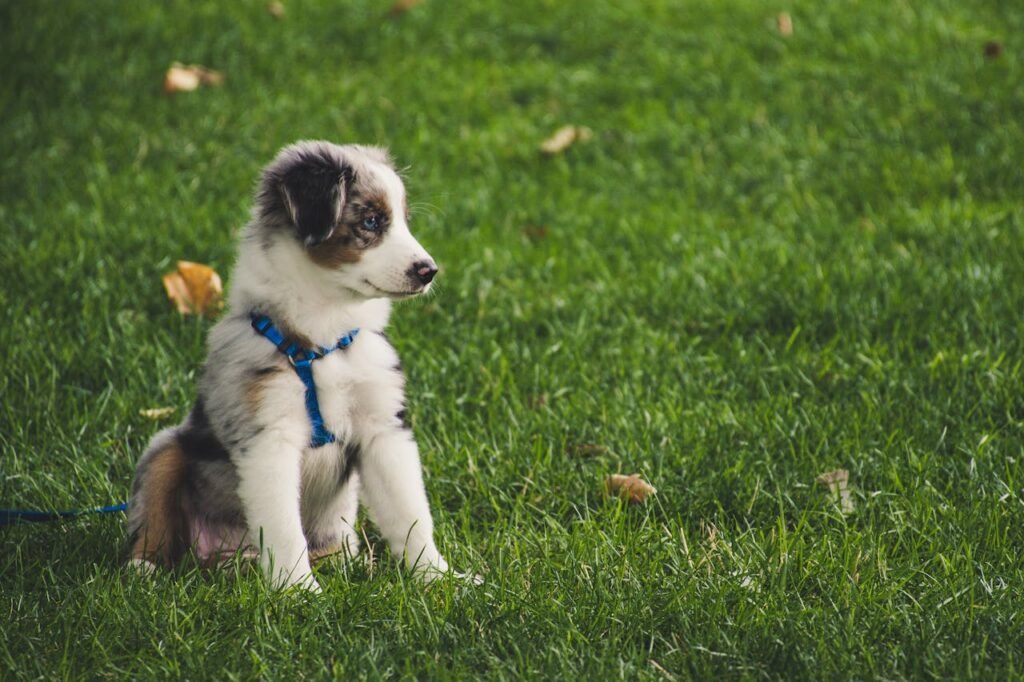 Udstyr til hund – Hvalpepakke og pakkeliste til nye hundeejere hvalp med sele – must-haves til din hvalpepakke