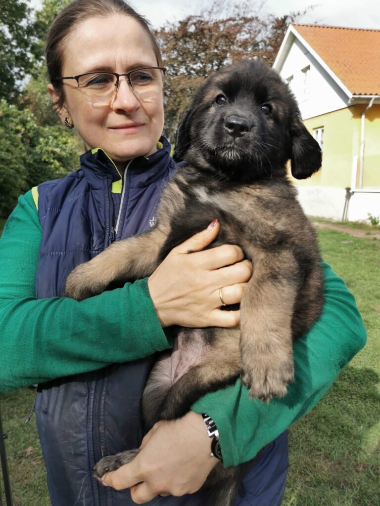 Hvalpeuniverset Tryg start for hvalp – socialisering og forberedelse på hvalperejsen