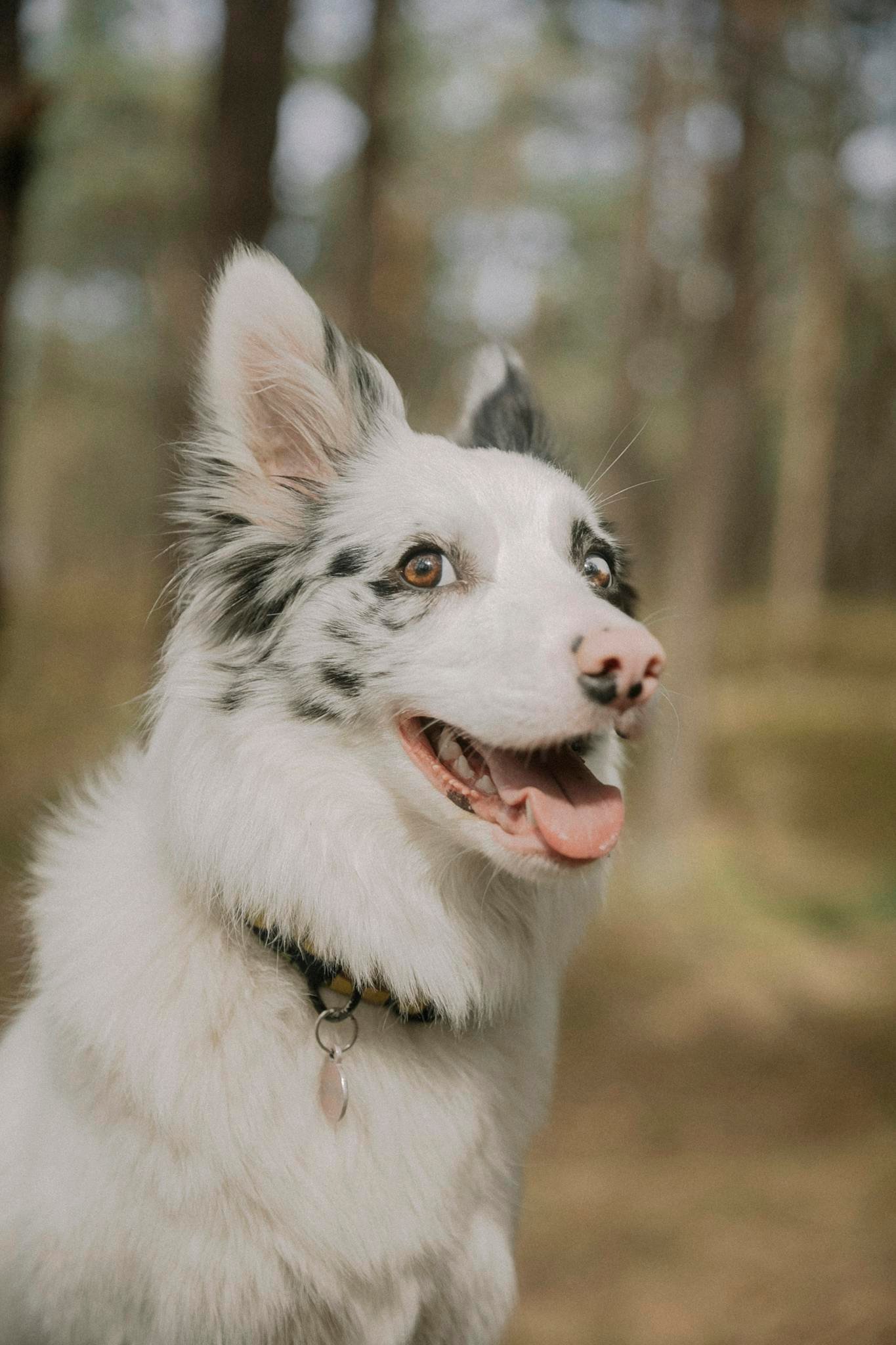 Hvalpeuniverset Portrait of a smiling Border Collie dog in a sunlit forest setting, showcasing joy and adventure.