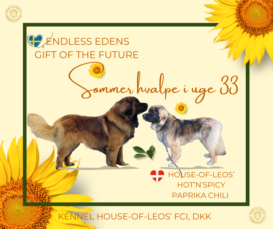 Leonberger hvalpe stamtavle – klik for at se prøve-stamtavle (trial pedigree) for Paprikas kuld 2025 hos Kennelmor