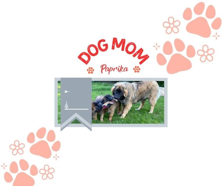 LEONBERGER HVALPE FRA PAPRIKAS KULD 2025