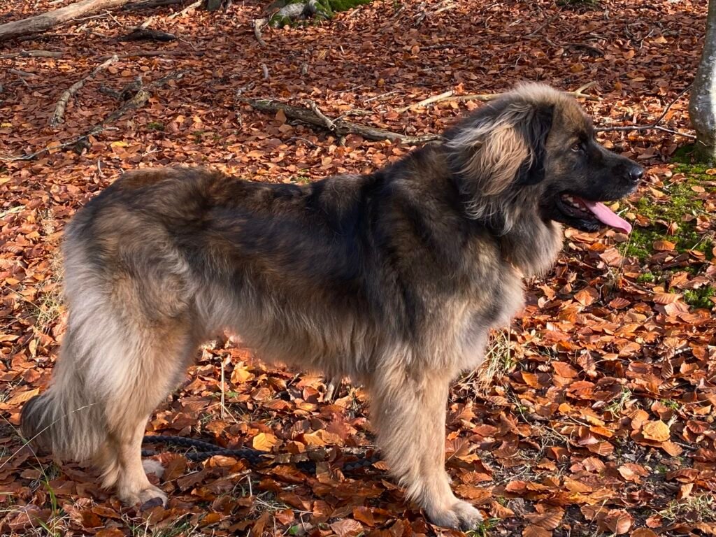 Evergreen KULDETS LP/Slava-kuldet 2025 leonberger hvalpe - paprikas kuld 2025 ( Paprika er mor til Slava-kuldet )