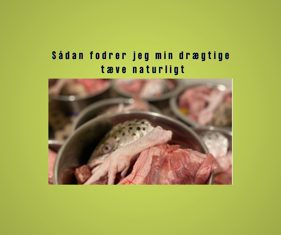 Fodring af drægtig tæve med rå ben, kød, æg og grønt