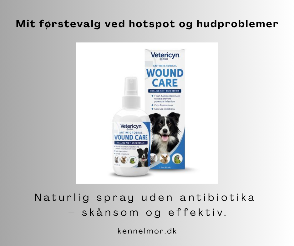 Hotspot hos hunde – sådan behandlede jeg min hund hurtigt og naturligt Hotspot hos hunde – sådan behandlede jeg min hund hurtigt og naturligt med vetericin plus
