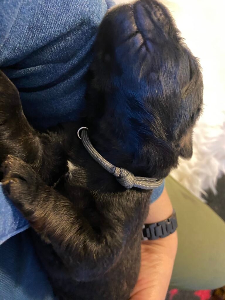 Paprikas hvalpe - Uge #1 svg%3E