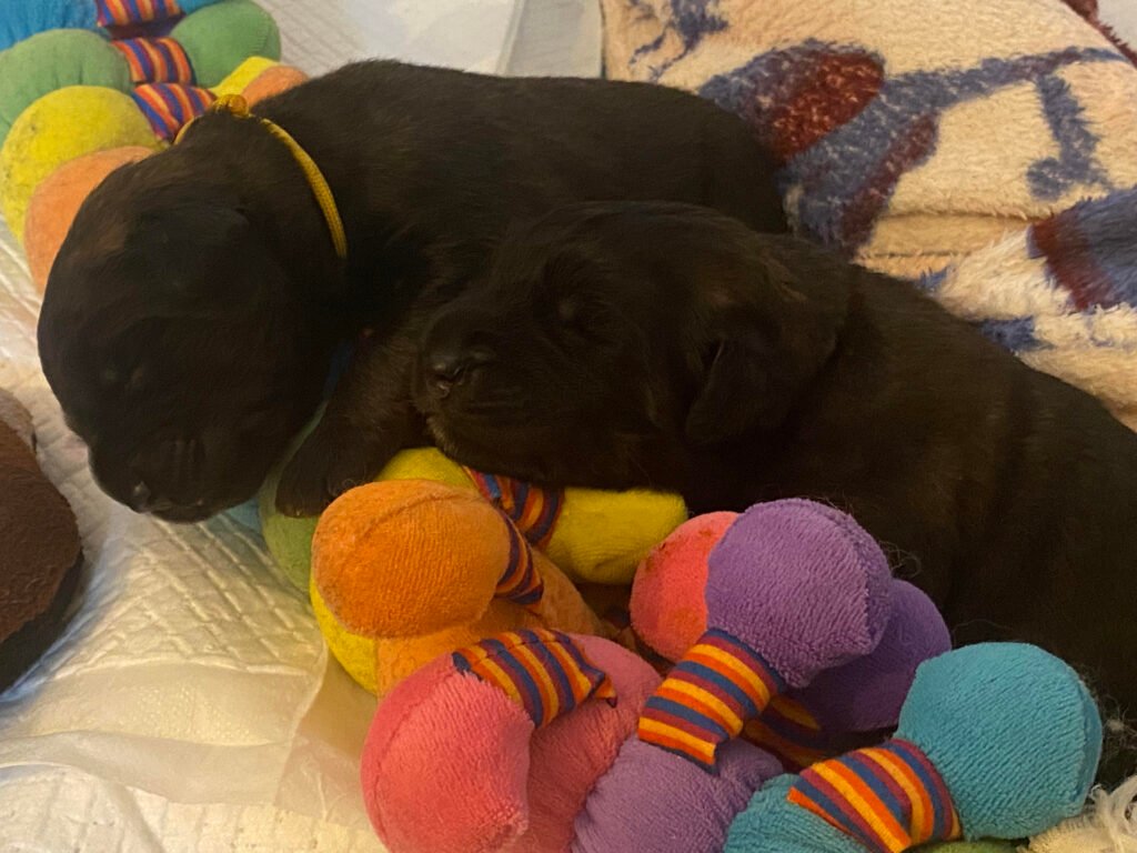 Paprikas hvalpe - Uge #2 2 slava-hvalpe - uge 2