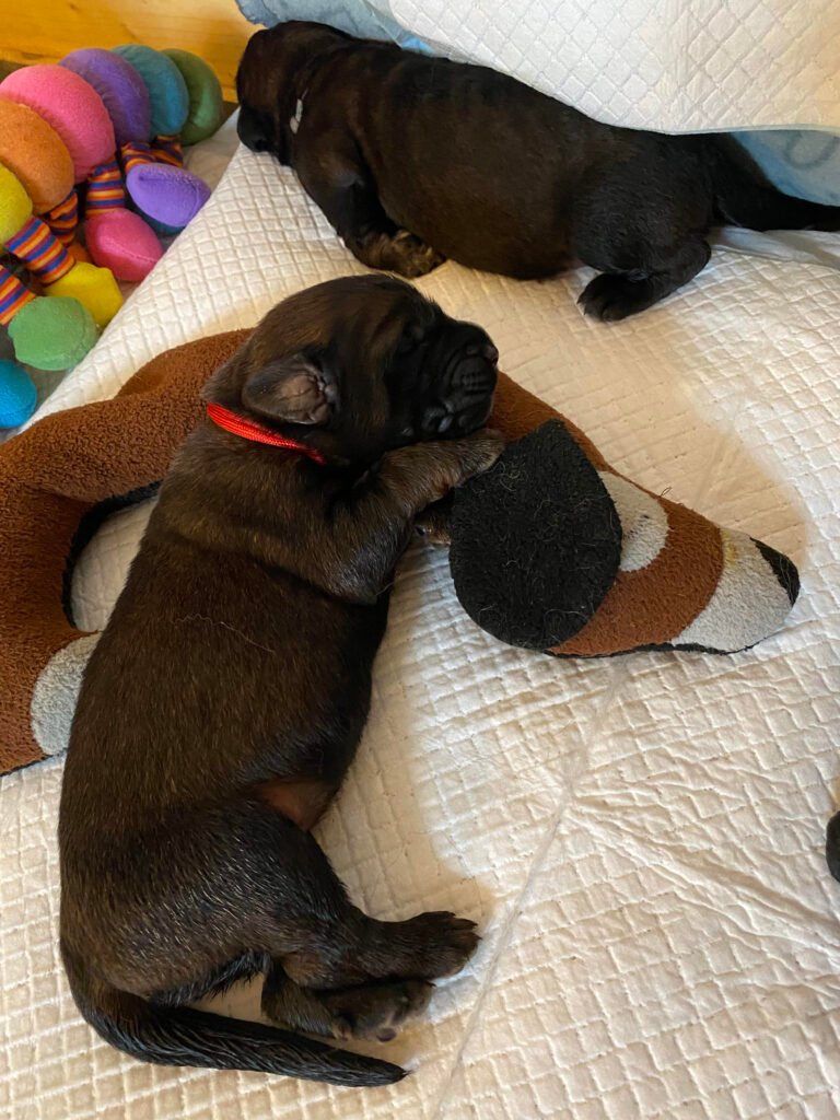 Paprikas hvalpe - Uge #2 ms red - uge 2