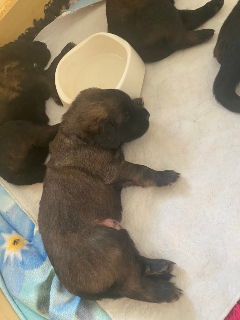 Paprikas hvalpe - Uge #4 svg%3E