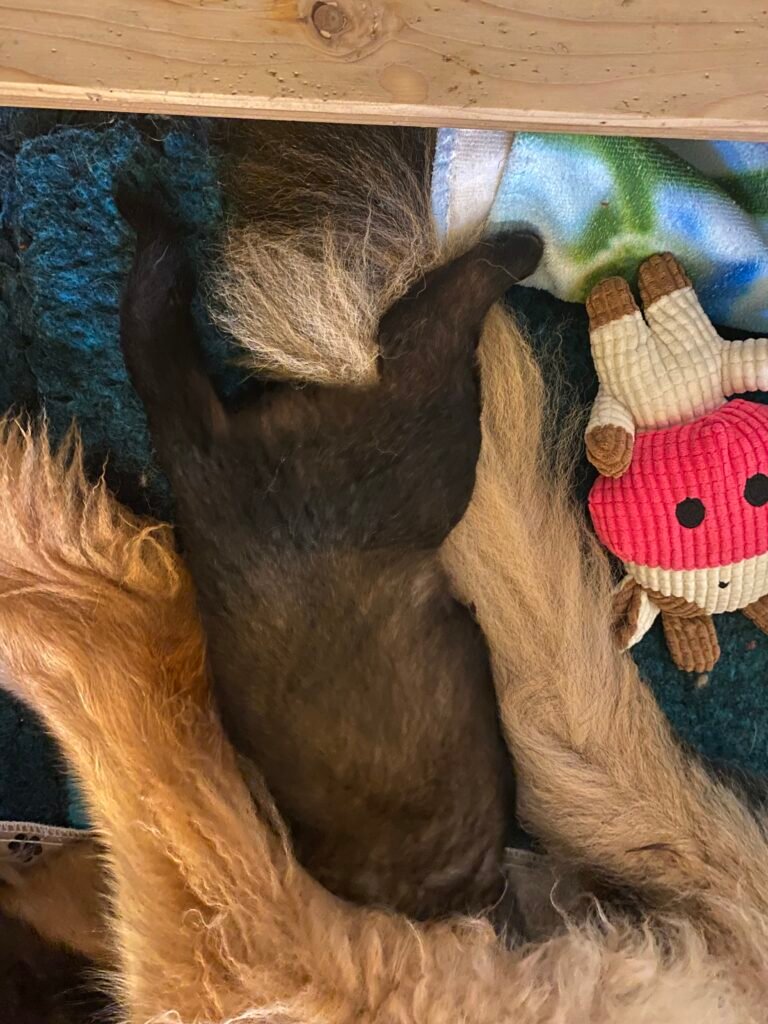 Paprikas hvalpe - Uge #4 svg%3E