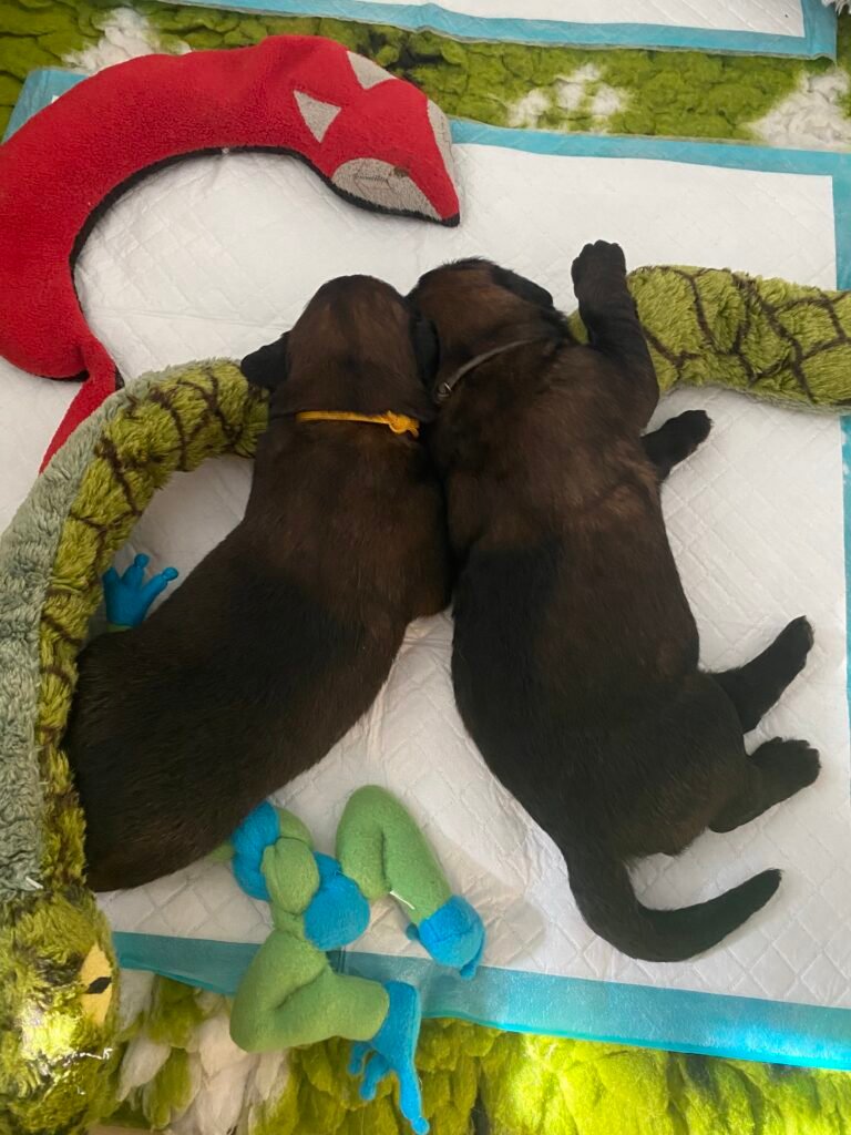 Paprikas hvalpe - Uge #3 svg%3E