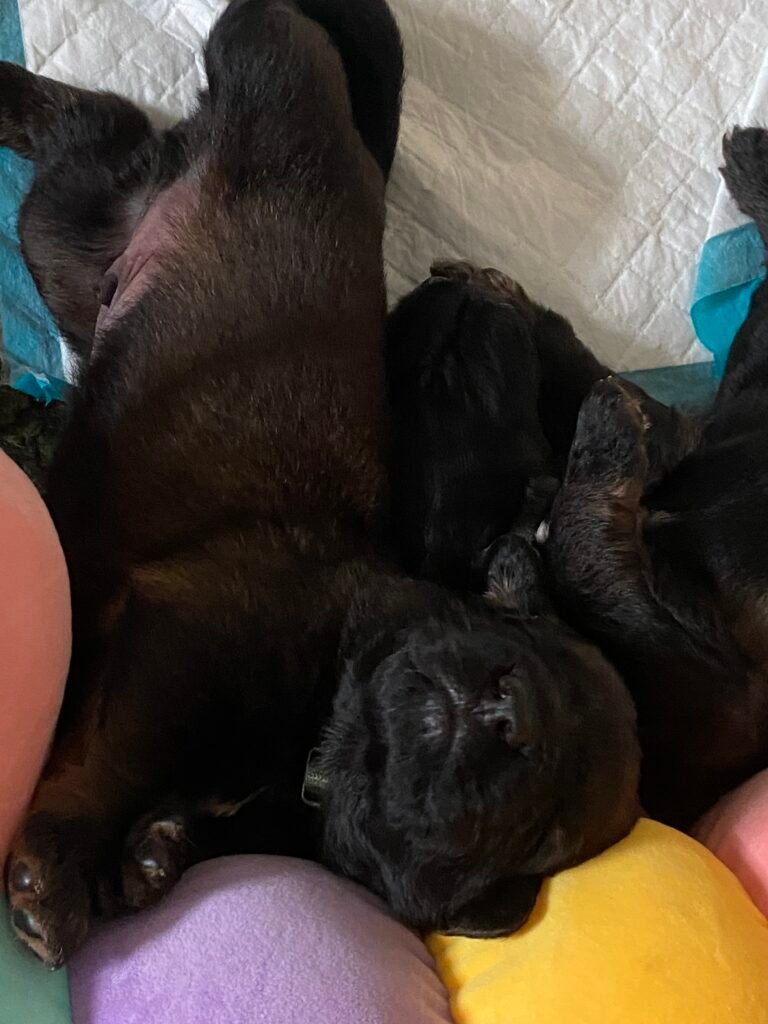 Paprikas hvalpe - Uge #3 Paprikas hvalpe uge 3 - Mr Green