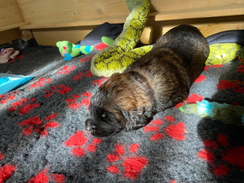 Paprikas hvalpe - Uge #3 svg%3E