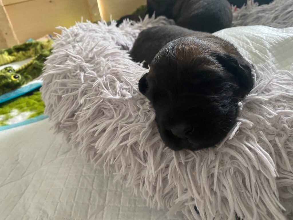 Paprikas hvalpe - Uge #3 svg%3E