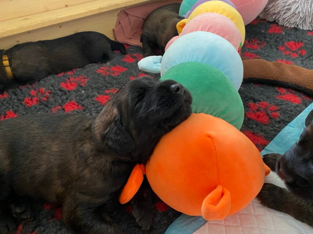 Paprikas hvalpe - Uge #3 svg%3E