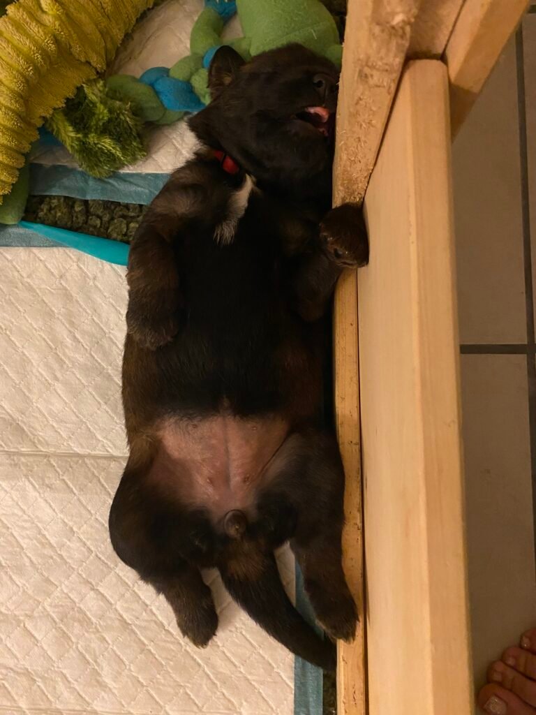 Paprikas hvalpe - Uge #3 svg%3E