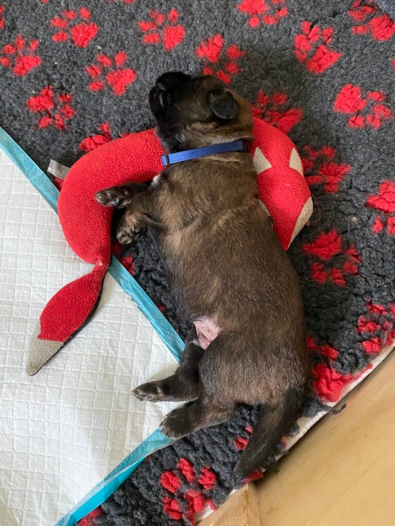 Paprikas hvalpe - Uge #3 svg%3E