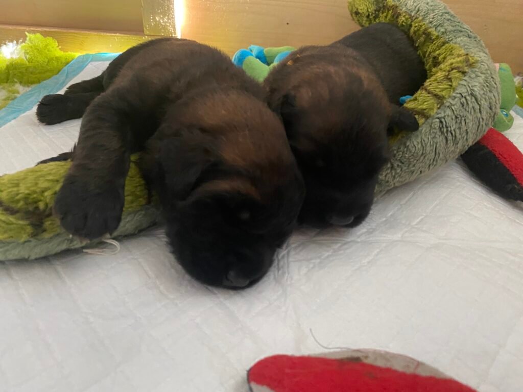 Paprikas hvalpe - Uge #3 Paprikas hvalpe uge 3 - Ms Yellow og Ms Orange