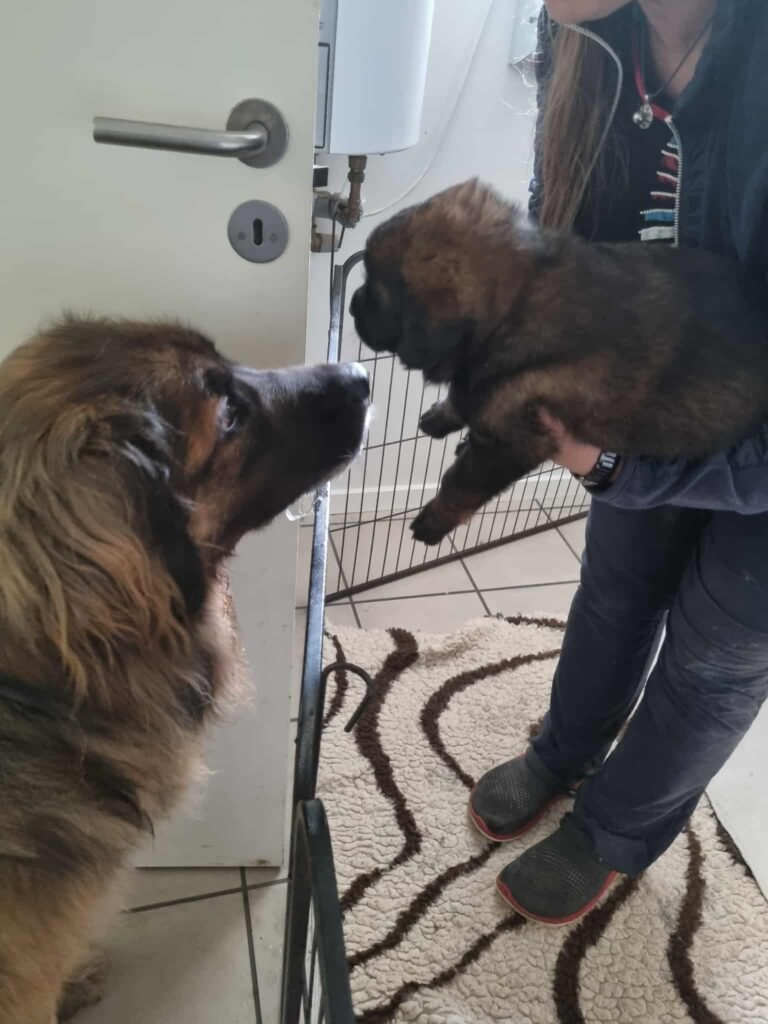 Paprikas hvalpe - Uge #5 svg%3E