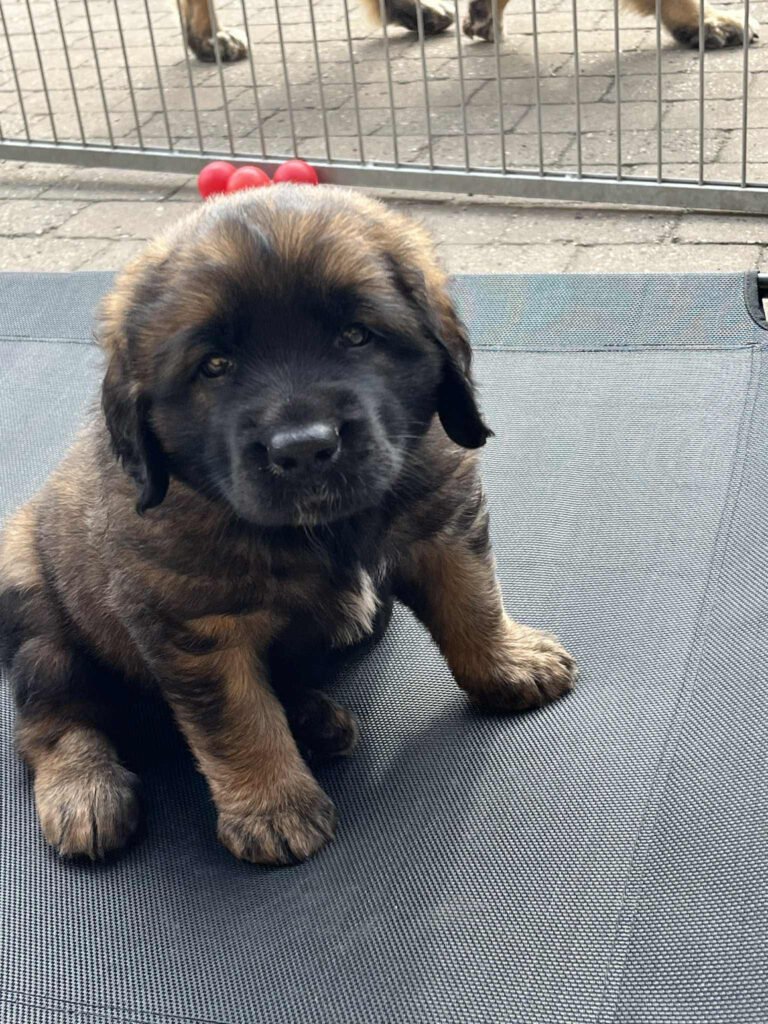 Paprikas hvalpe - Uge #6 svg%3E