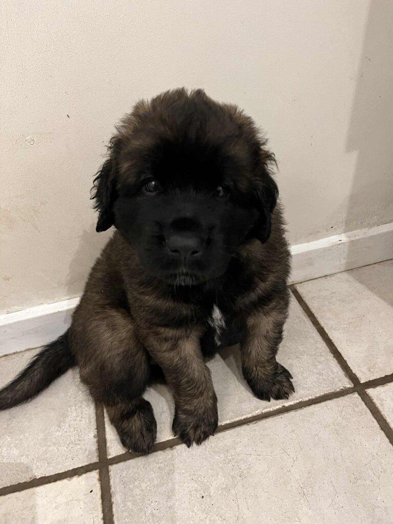 Paprikas hvalpe - Uge #6 svg%3E