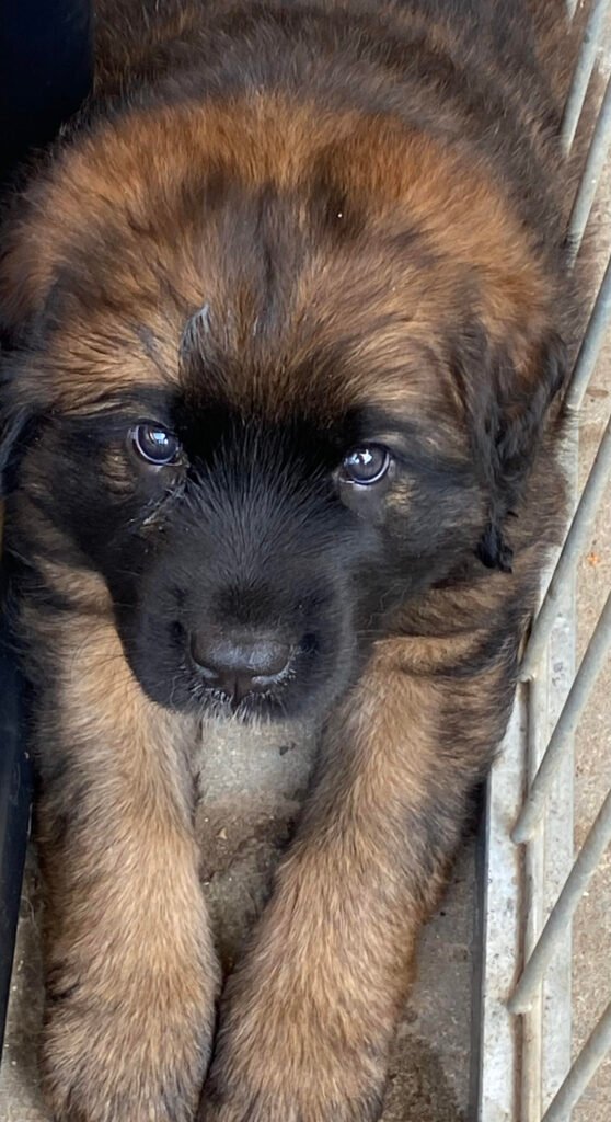 Paprikas hvalpe - Uge #6 svg%3E