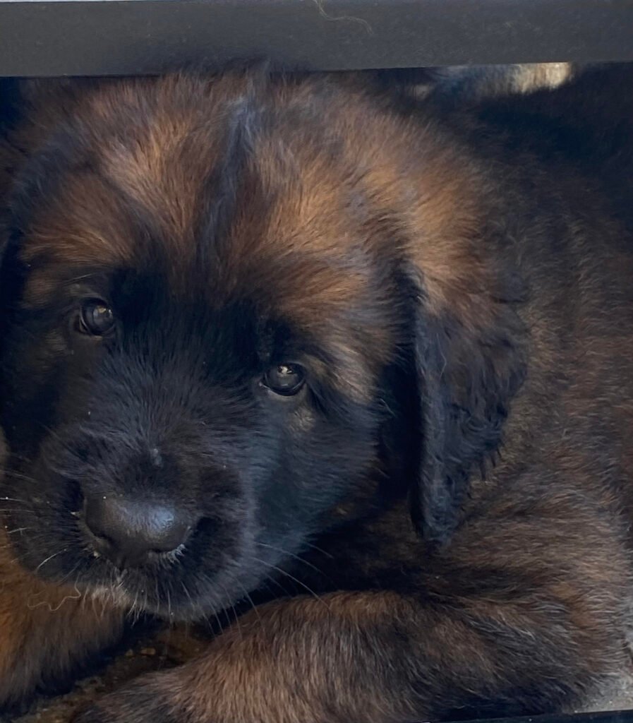 Paprikas hvalpe - Uge #6 svg%3E