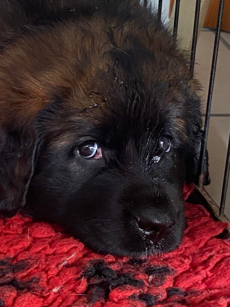 Paprikas hvalpe - Uge #6 svg%3E