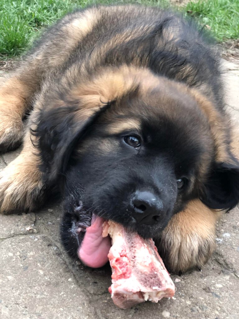 Kvalitetsopdræt af Leonbergere – sådan sikrer vi sunde og trygge hvalpe svg%3E