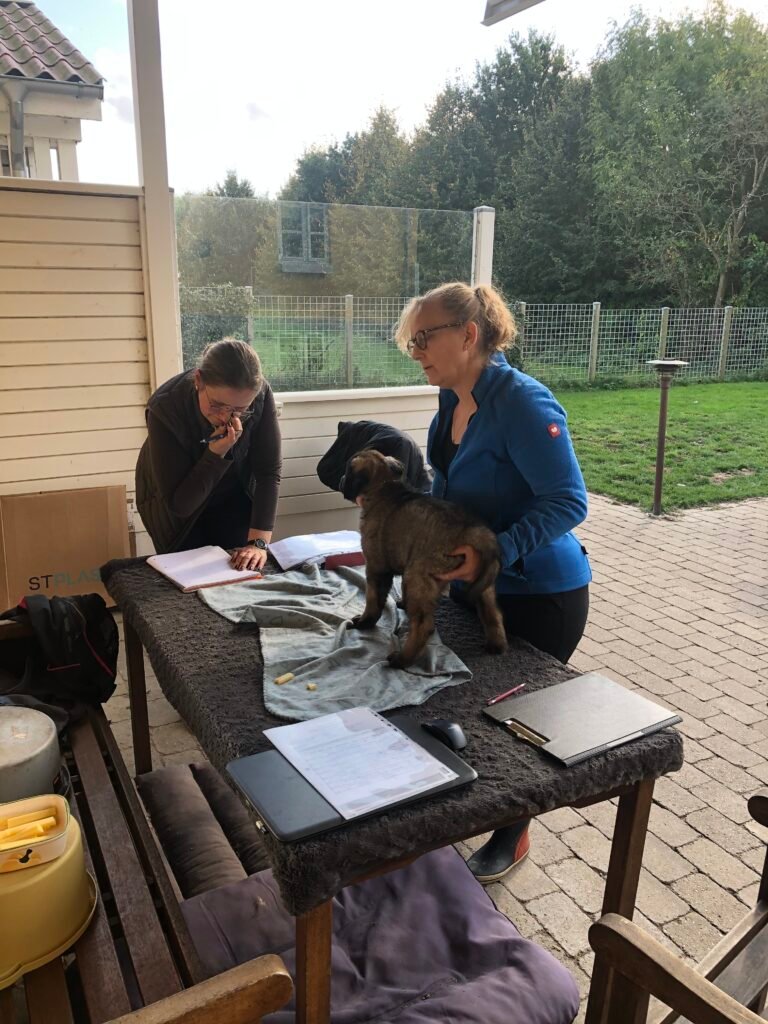 Kvalitetsopdræt af Leonbergere – sådan sikrer vi sunde og trygge hvalpe svg%3E