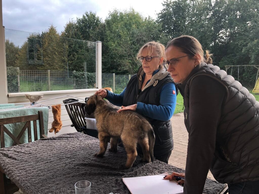 Kvalitetsopdræt af Leonbergere – sådan sikrer vi sunde og trygge hvalpe svg%3E