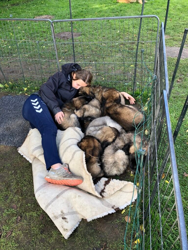 Kvalitetsopdræt af Leonbergere – sådan sikrer vi sunde og trygge hvalpe hvalpe hos kennel house-of-leos'