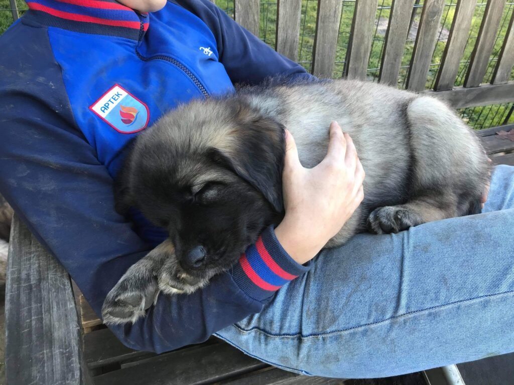 Kvalitetsopdræt af Leonbergere – sådan sikrer vi sunde og trygge hvalpe svg%3E